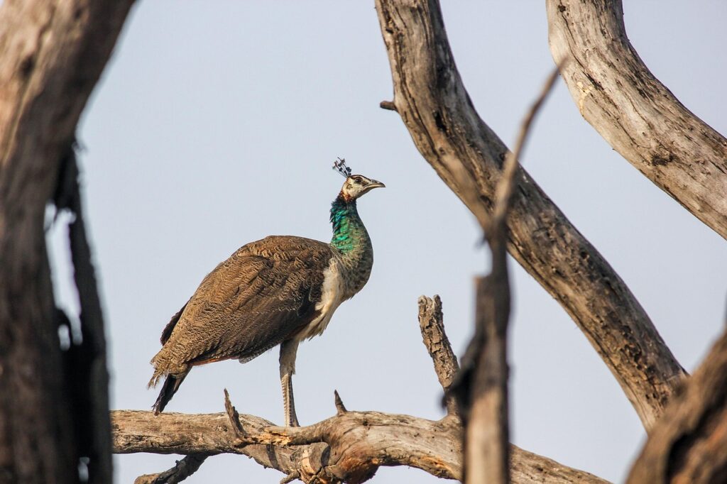 indian wildlife tour packages
