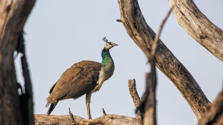 indian wildlife tour packages