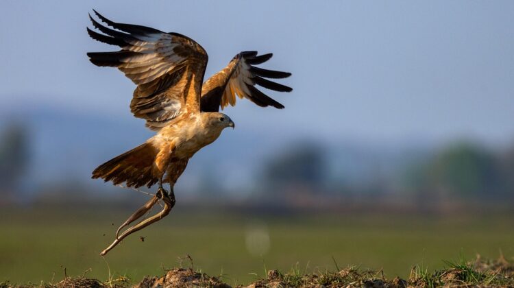 southern India tour packages