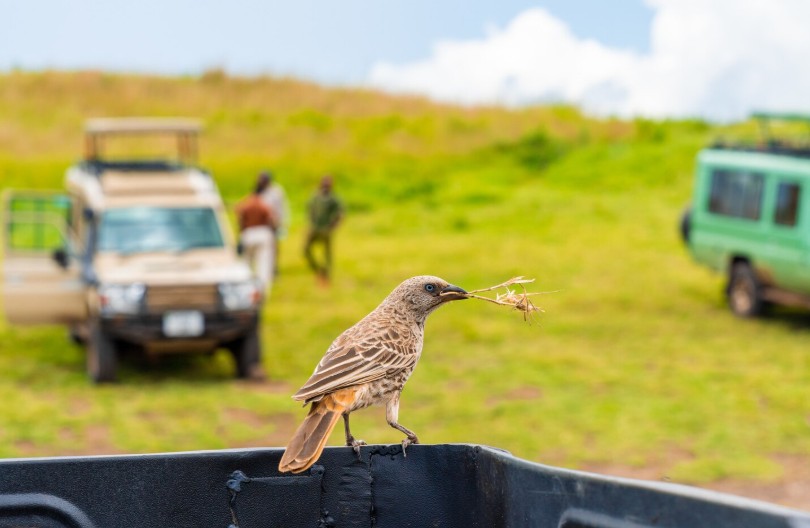 masai mara national park packages