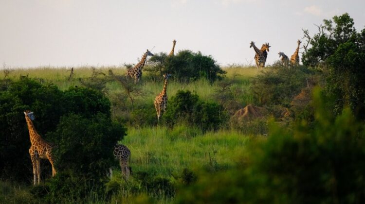 best time to visit tanzania for safari
