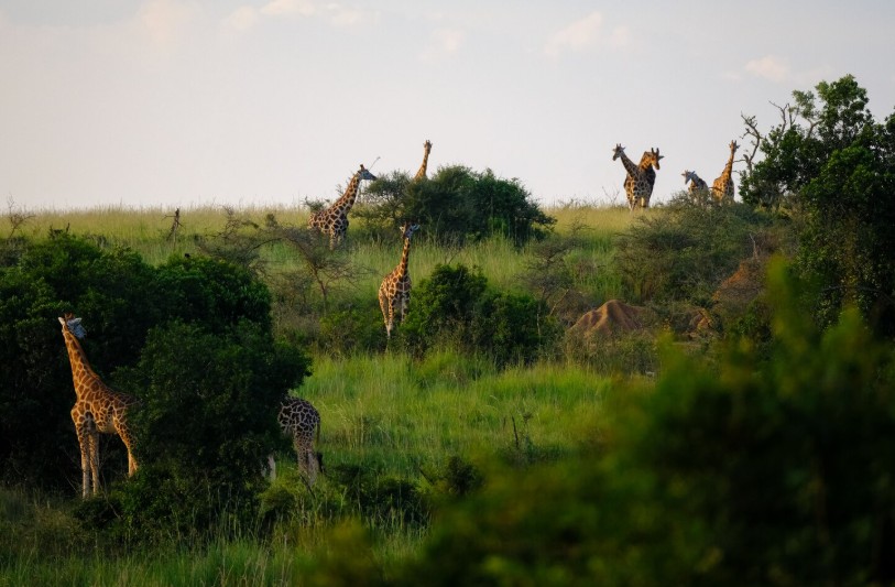 best time to visit tanzania for safari