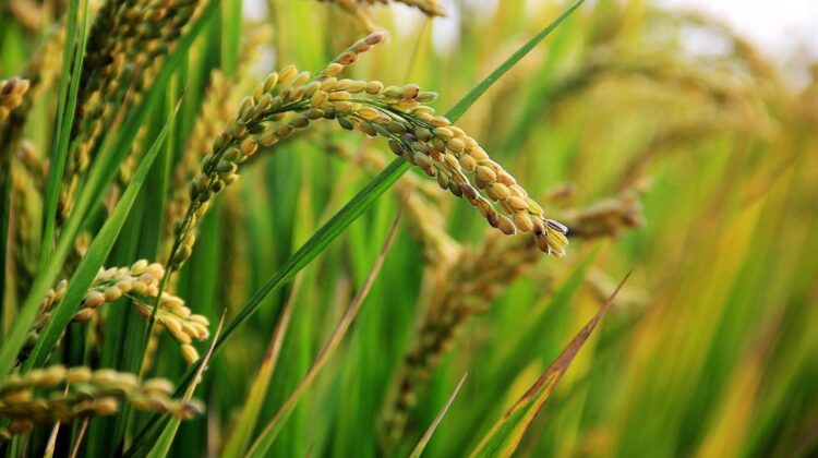 Best Basmati Rice in UAE