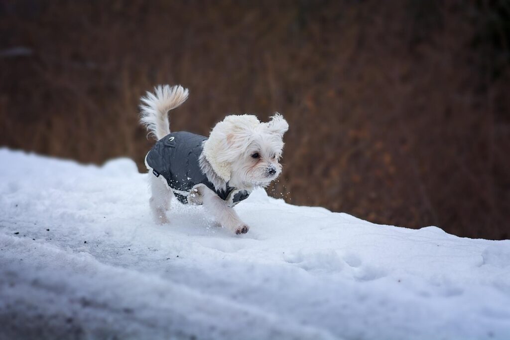 dog winter clothes