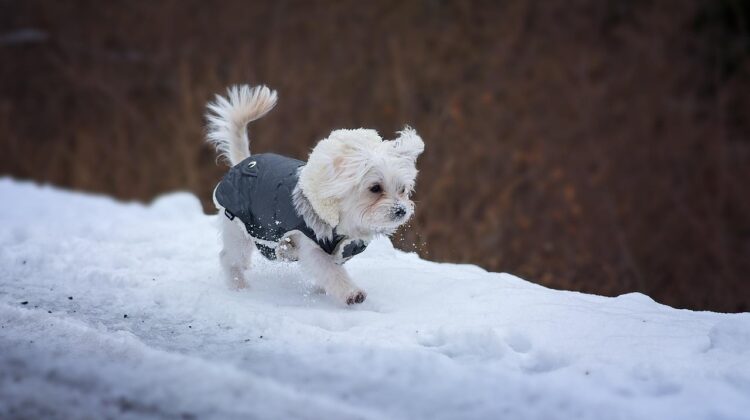 dog winter clothes